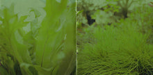 Carica l'immagine nel visualizzatore di Gallery, The Promise Ring : Wood/Water (CD, Album)