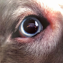 Carica l'immagine nel visualizzatore di Gallery, Roger Waters : The Dark Side Of The Moon Redux (2xLP, Album)