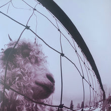 Carica l'immagine nel visualizzatore di Gallery, Pearl Jam : Vs. (2xLP, Album, RE, RM, 30t)