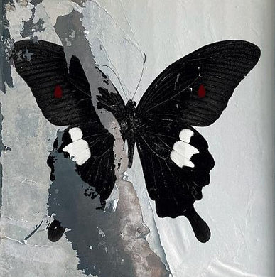 Death Cult : Paradise Now (LP, Cle)