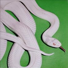 Carica l'immagine nel visualizzatore di Gallery, Deftones : Private Music (LP, Album)
