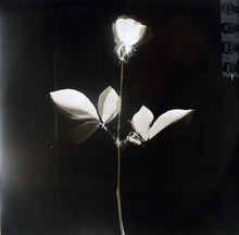 Carica l&#39;immagine nel visualizzatore di Gallery, Depeche Mode : Violator (LP, Album)
