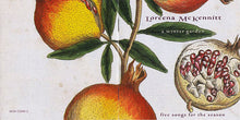 Carica l&#39;immagine nel visualizzatore di Gallery, Loreena McKennitt : A Winter Garden (Five Songs For The Season) (CD, EP)
